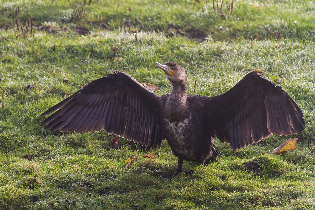 foto: [20171107PV7147]